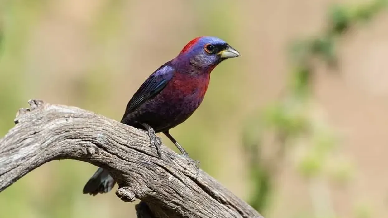 Read these varied bunting facts to know more about these colorful North American birds