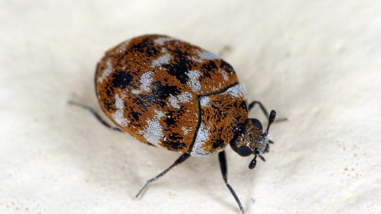 Read these varied carpet beetle facts to know more about these arthropods