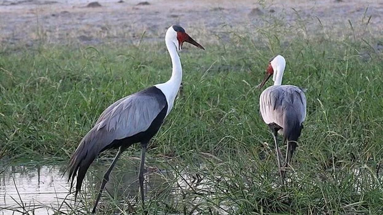 Read these wattled crane facts to learn more about this bird.