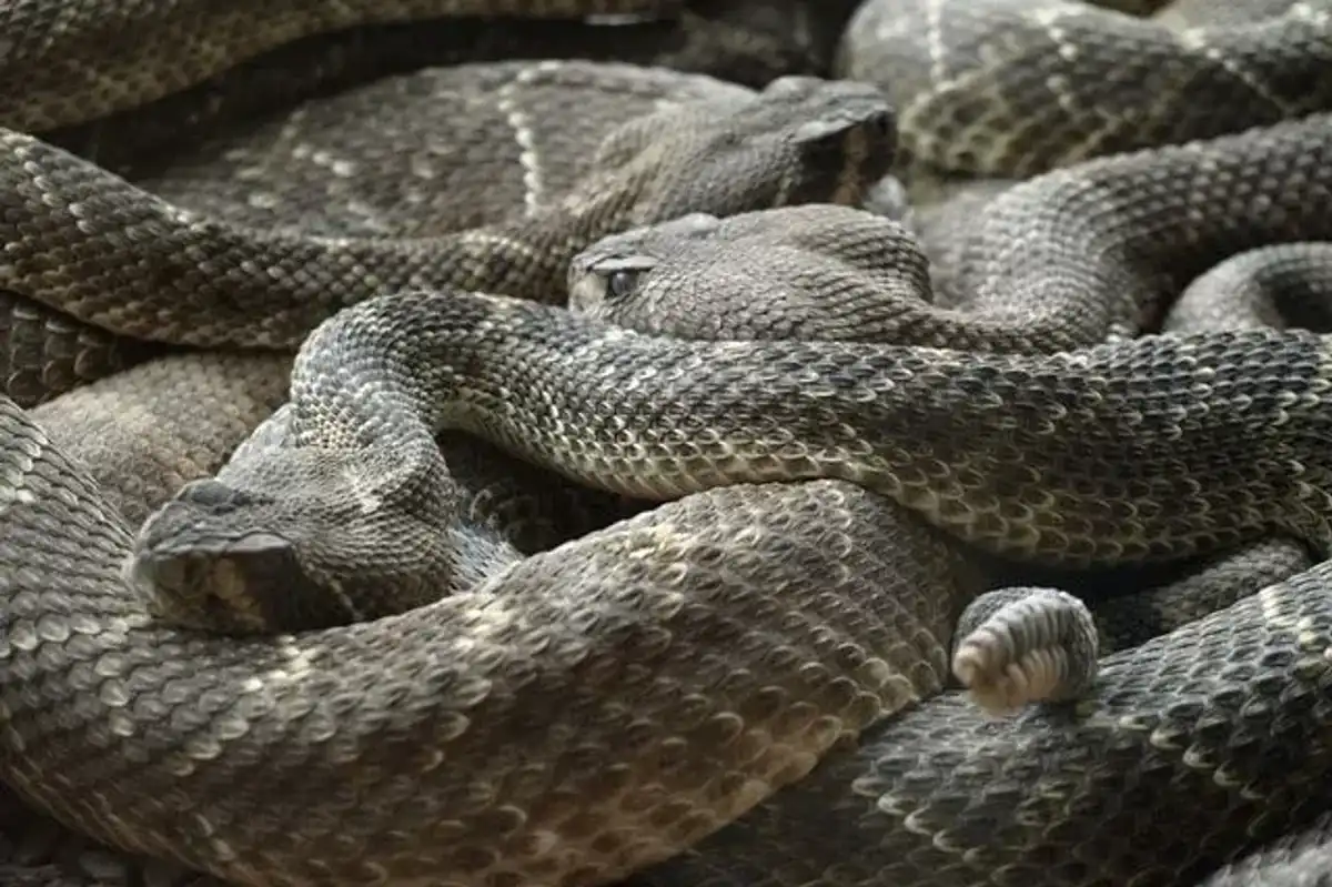 Read these western diamondback rattlesnake facts.