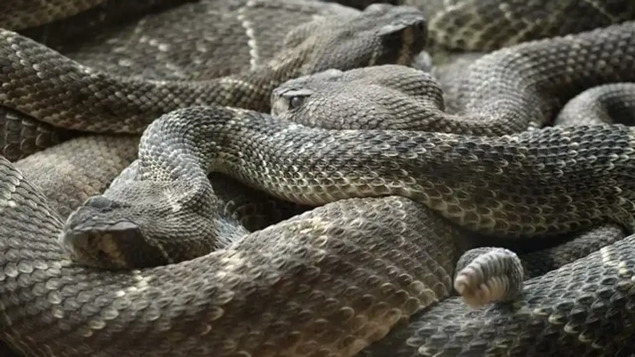 Read these western diamondback rattlesnake facts.