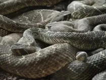 Read these western diamondback rattlesnake facts.