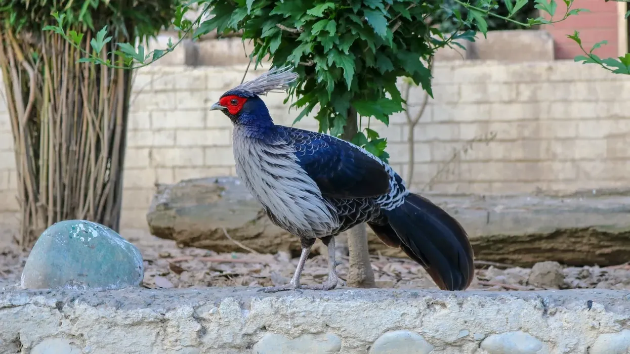 Read these western tragopan facts about this bird in which immature males resemble females but are larger from the feet as they have longer legs