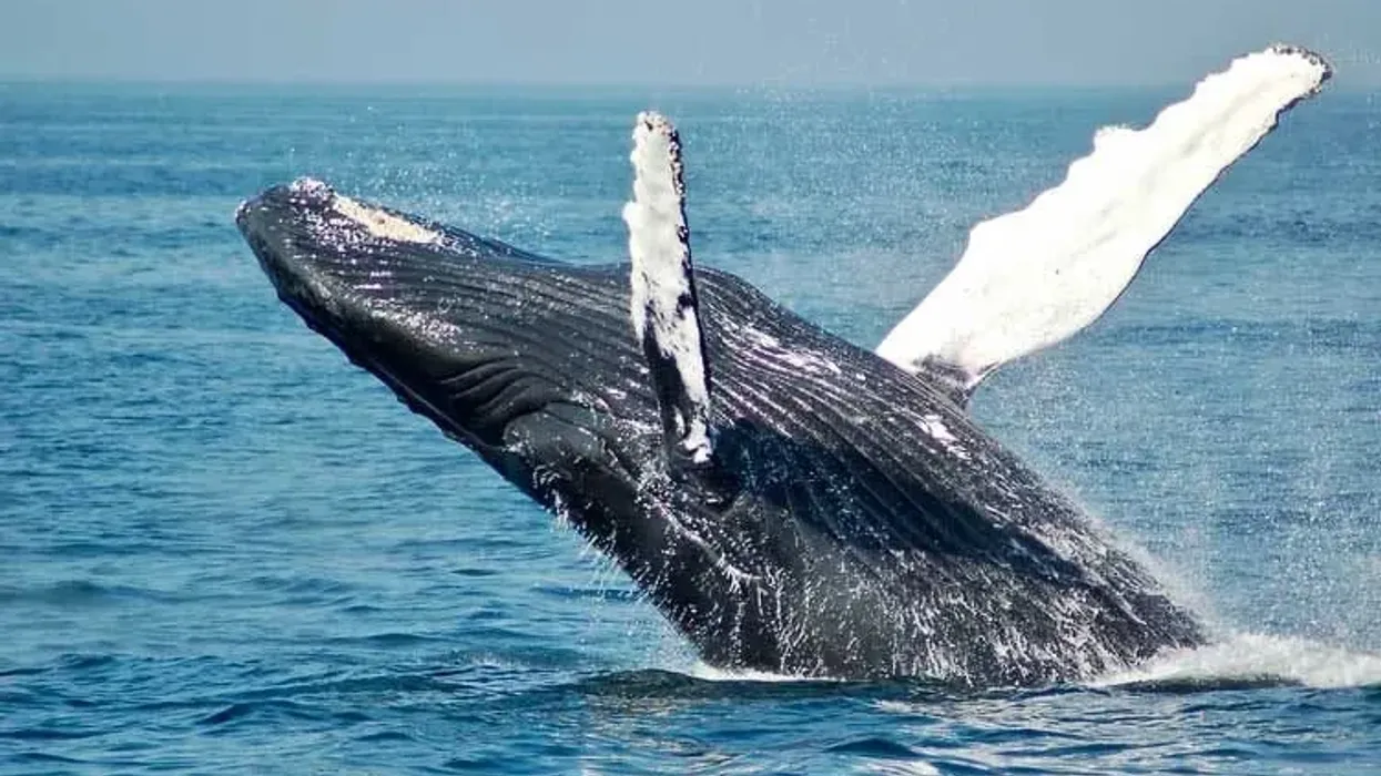 Read these whale facts about this interesting mammal