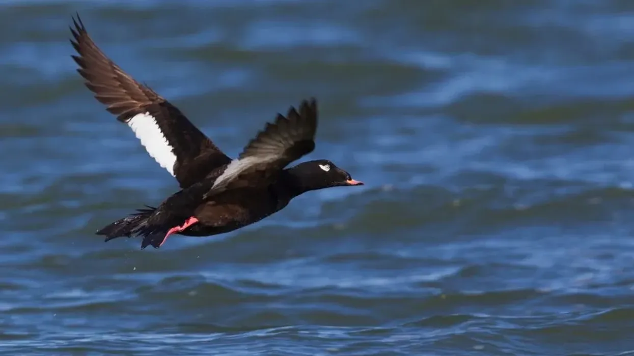 Read these white-winged scoter facts about this bird with a dark-colored knob at the base of its bill and white patches.