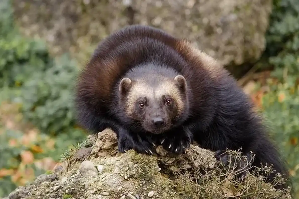 Read these wolverine facts to learn more about the animal with the scientific name Gulo gulo.