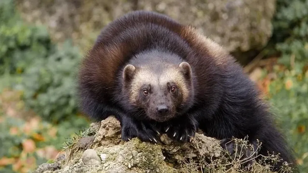 Read these wolverine facts to learn more about the animal with the scientific name Gulo gulo.