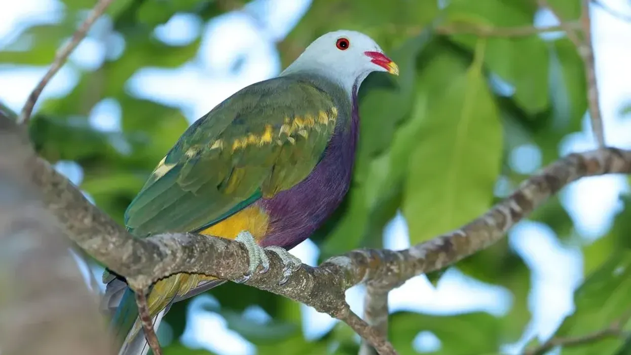 Read these wompoo fruit dove facts about the amazing bird that is mostly found in tropical and subtropical rainforests.