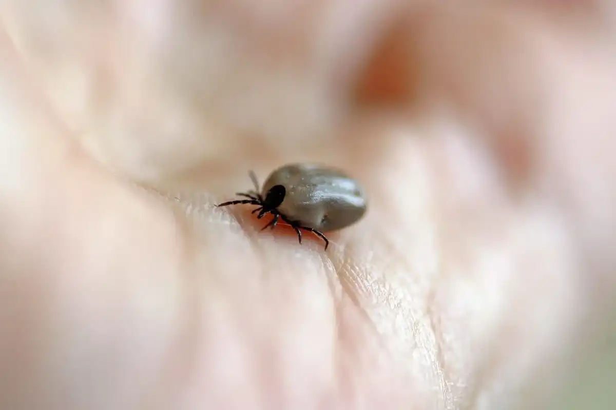 Read these wood tick facts to know more about this small arthropod.