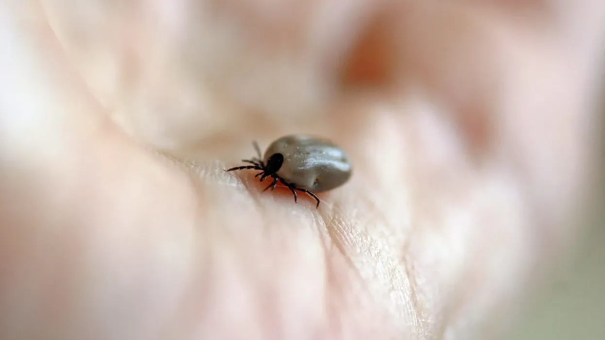 Read these wood tick facts to know more about this small arthropod.