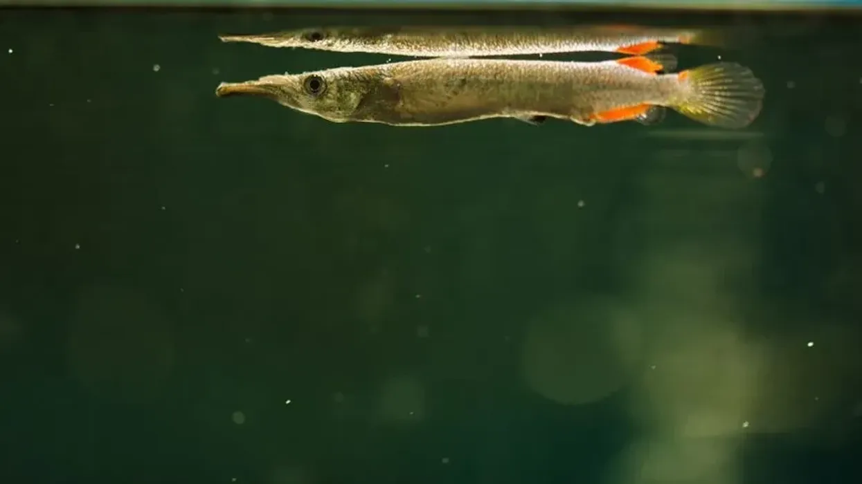 Read these wrestling halfbeak facts about this species of fighting fish known for their tendency to fight amongst their breed.