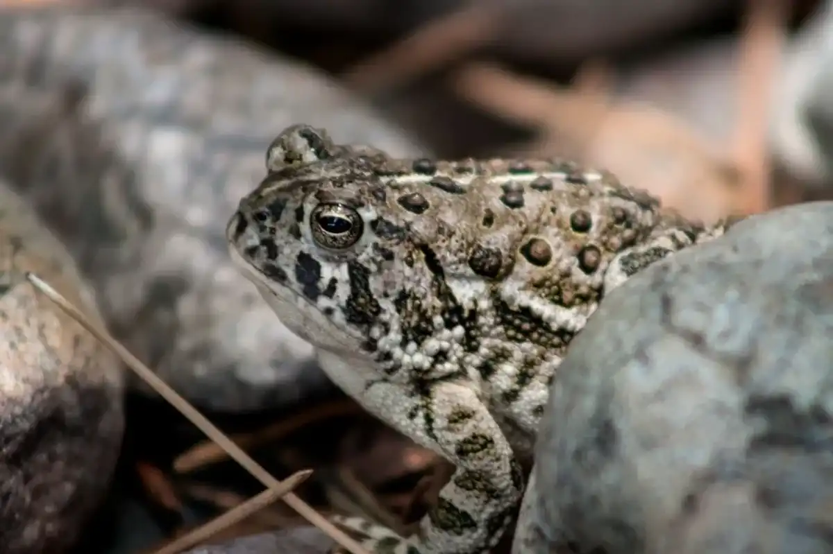Read these Wyoming toad facts to learn more about this animal.