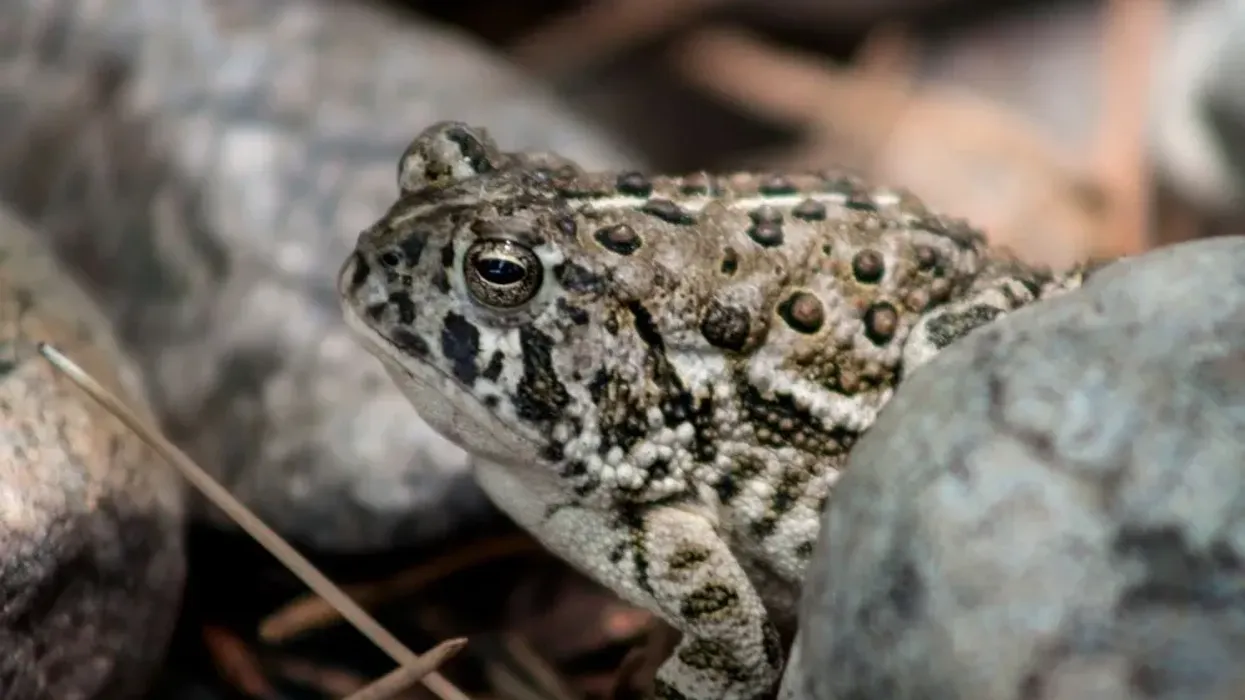 Read these Wyoming toad facts to learn more about this animal.