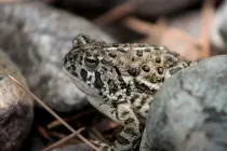 Read these Wyoming toad facts to learn more about this animal.