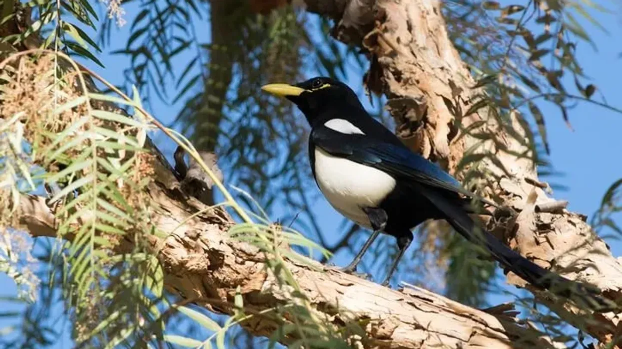 Read these yellow-billed magpie facts about this omnivorous bird.