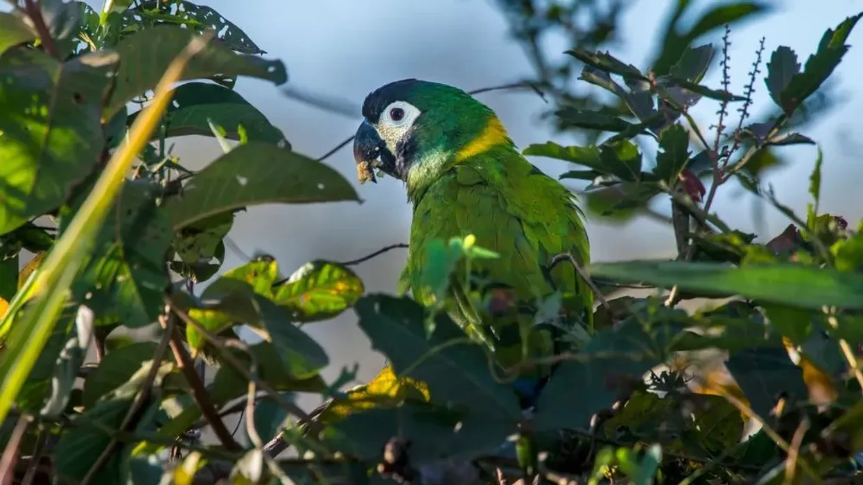 Read these yellow-collared macaw facts about this intelligent species known to speak phrases and words better than other species.
