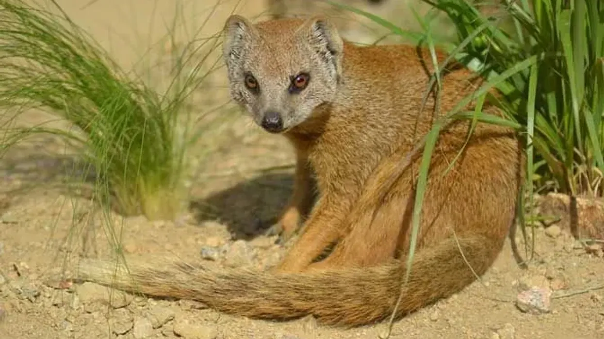 Read these yellow mongoose facts about this species of mongoose that uses substances released by its anal glands to mark its territory
