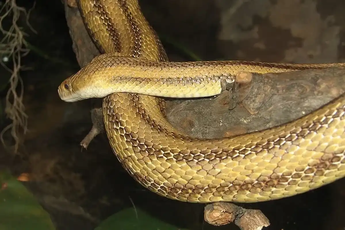 Read these yellow rat snake facts to learn more about the biology of this wonderful snake species.