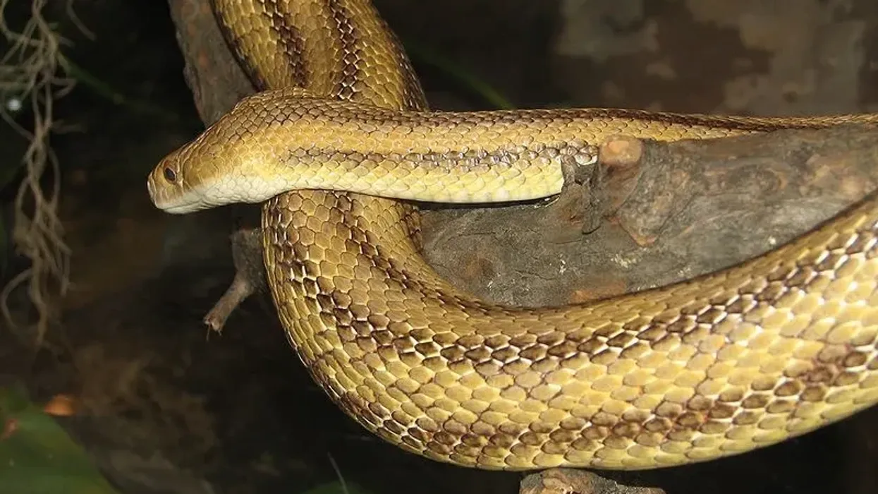 Read these yellow rat snake facts to learn more about the biology of this wonderful snake species.