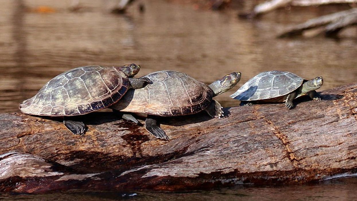 Read these yellow-spotted river turtle facts about the turtle also known as the yellow side-necked turtle.