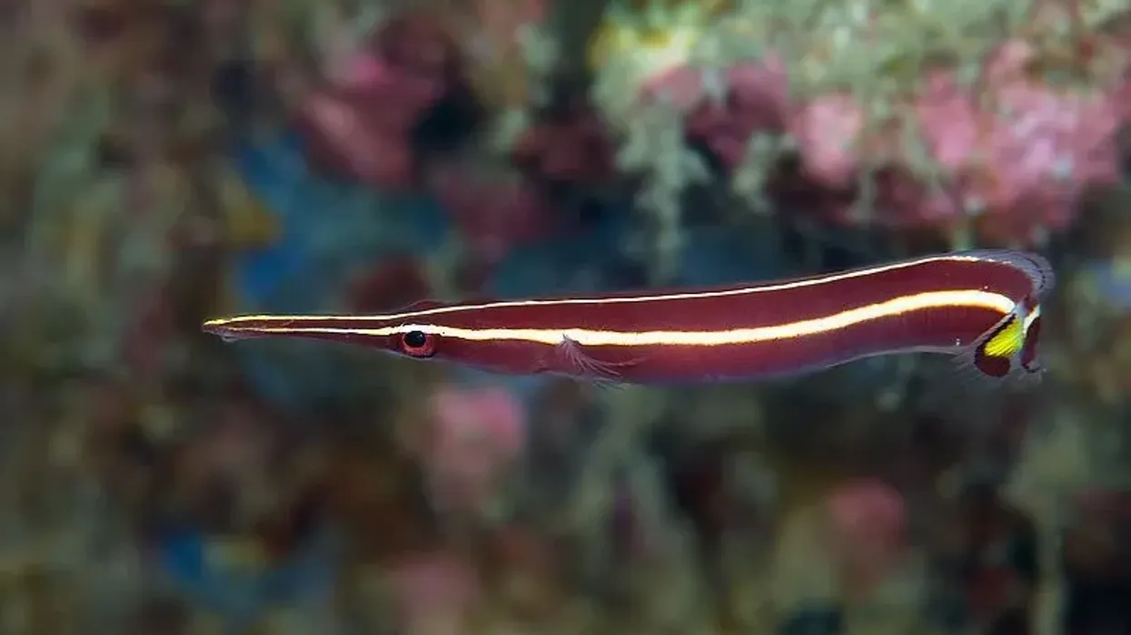 Read these yellow stripe clingfish facts to know more about their reef surroundings.