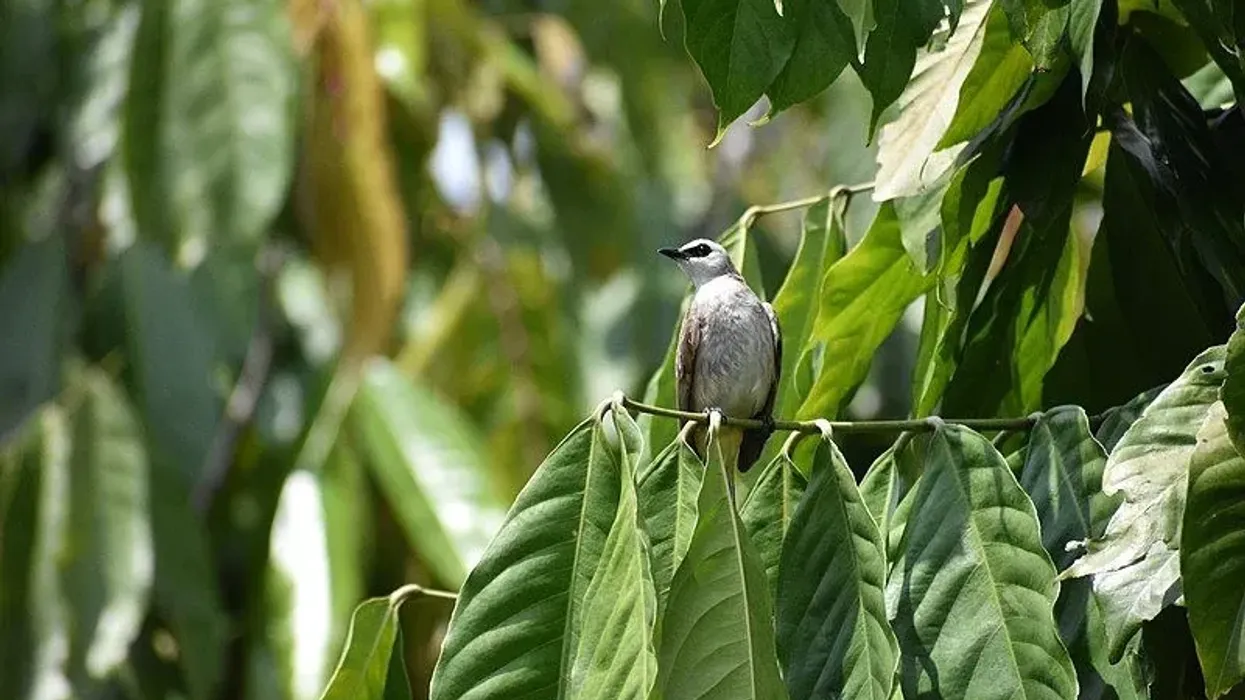 Read these yellow-vented bulbul facts to know more about this nomadic bird.