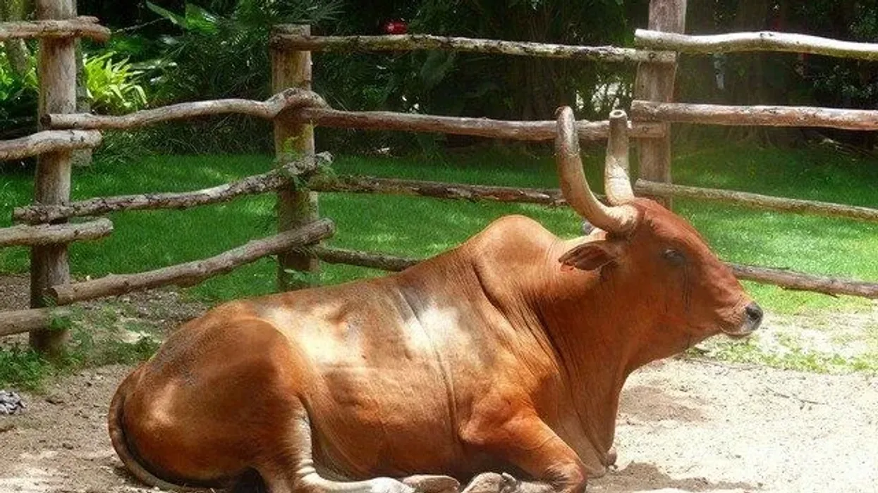Read these zebu facts and know more about this beautiful animal