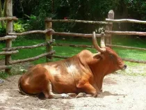 Read these zebu facts and know more about this beautiful animal