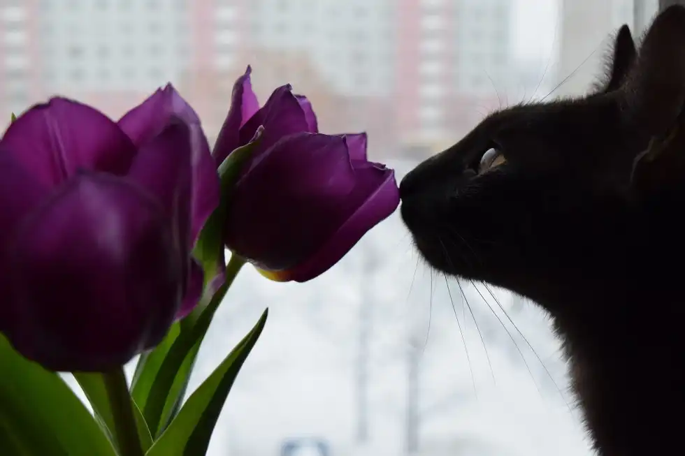 Read this amazing article on are peonies poisonous to cats.