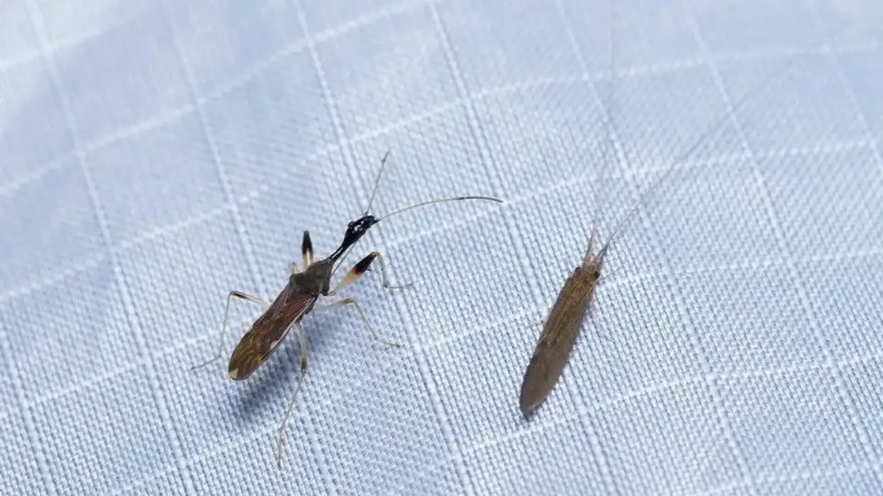 Read this article about the long-necked seed bug to know more about this insect as well as the insect kingdom in general.