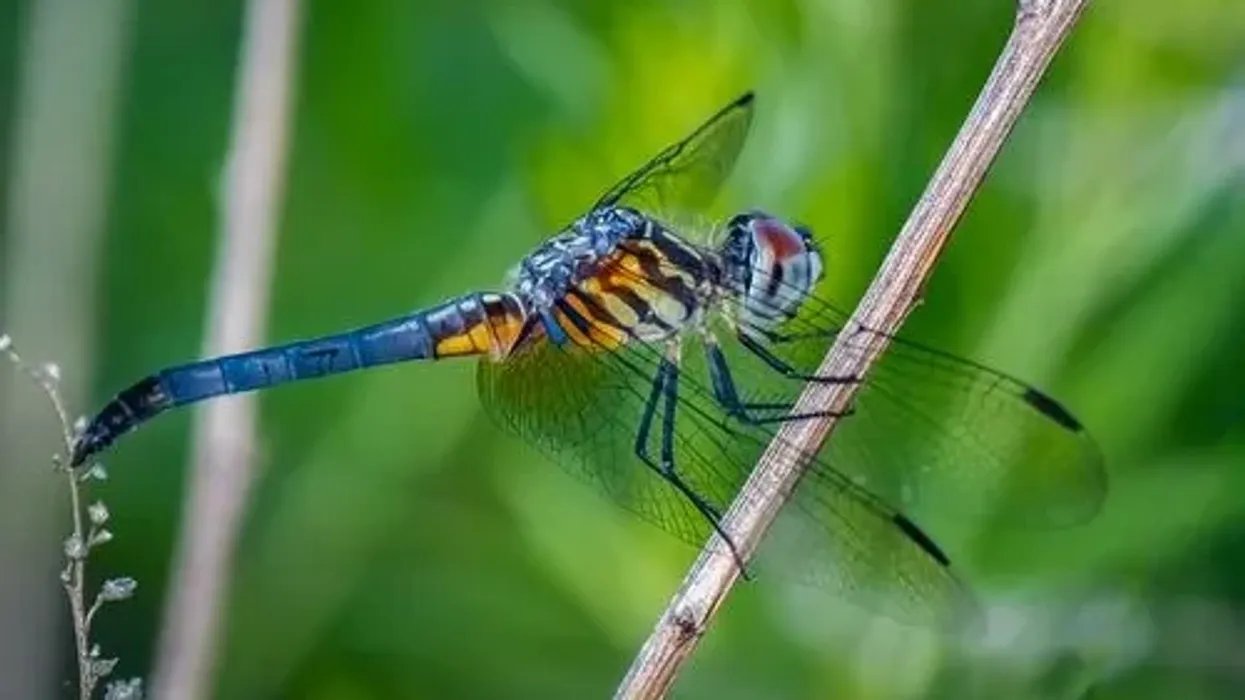Read this article to find out all the blue dasher facts you need!