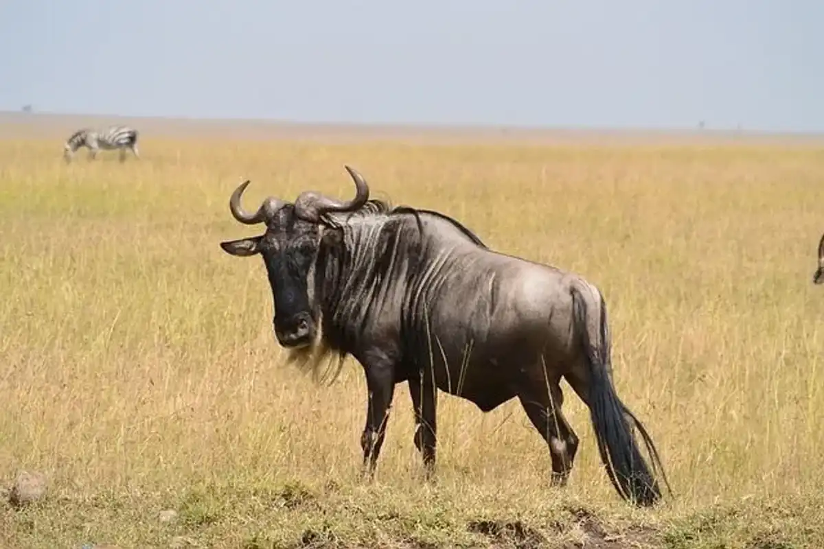 Read this to learn more wildebeest facts