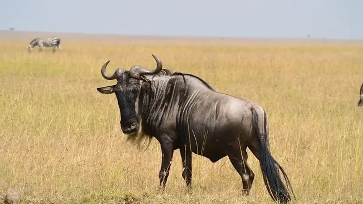 Read this to learn more wildebeest facts