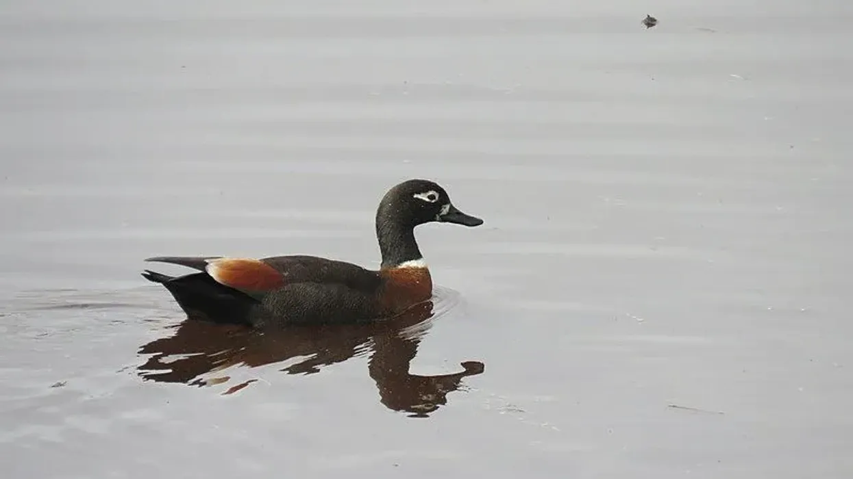 Read through for knowledge-filled Australian Shelduck facts.