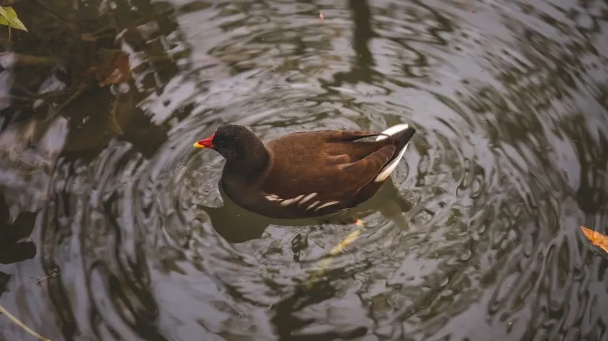 Read through these fascinating common moorhen facts to find out all about this species!