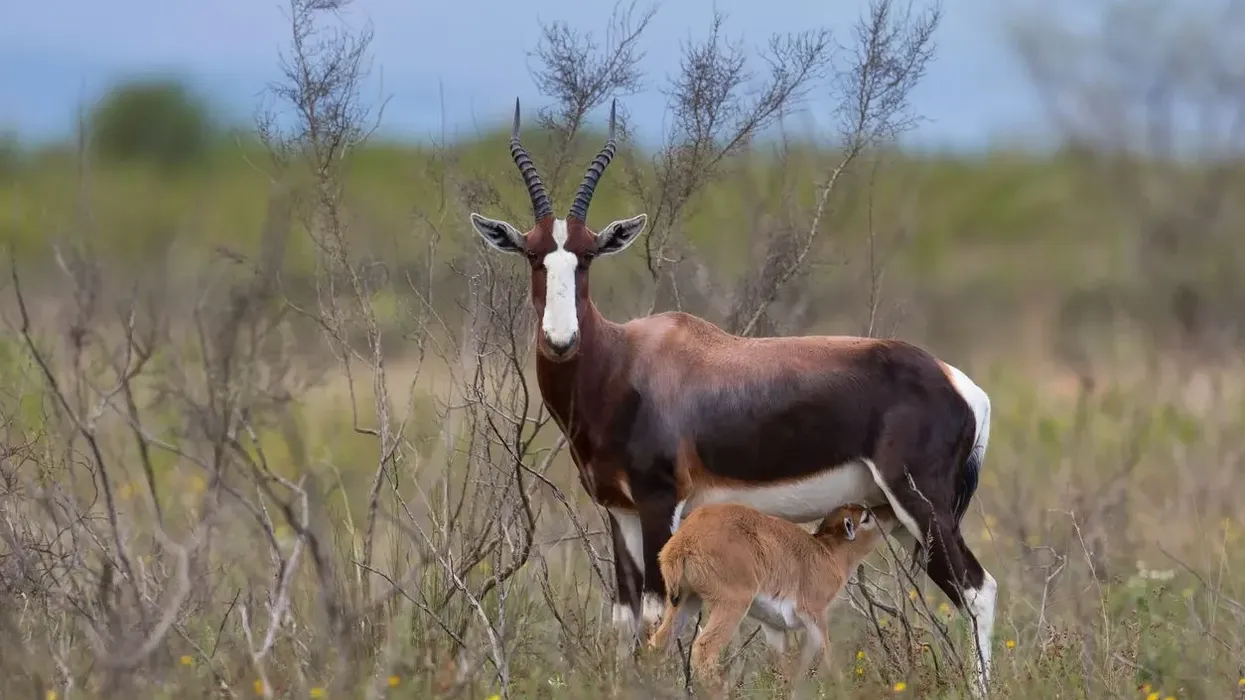 Read to learn more bontebok facts about this mammal.