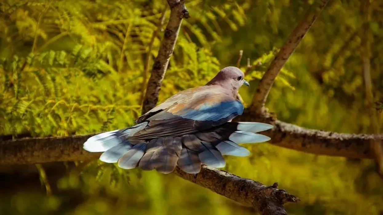 Read turtle dove bird facts to know more about the food diet of the European turtle dove.
