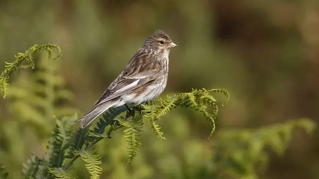Read twite bird facts to learn more about the breeding season and breeding areas of these birds.