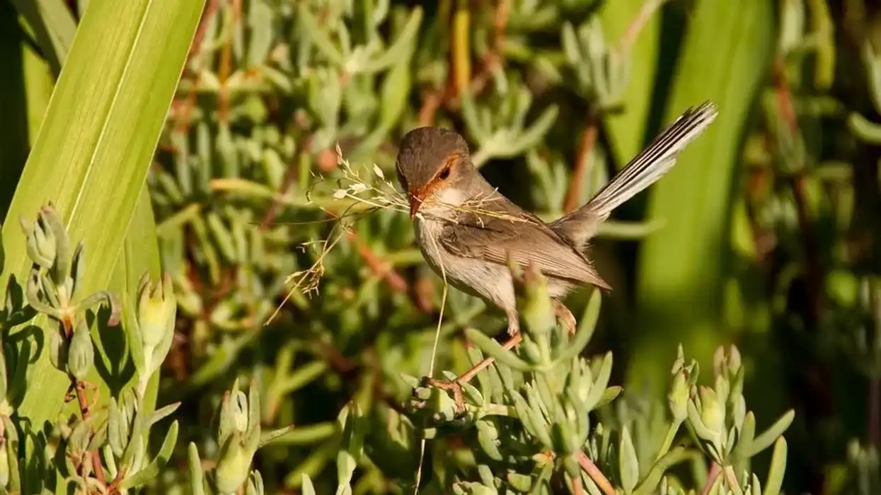Read variegated fairy-wren facts to know more about the blue plumage of male group members.