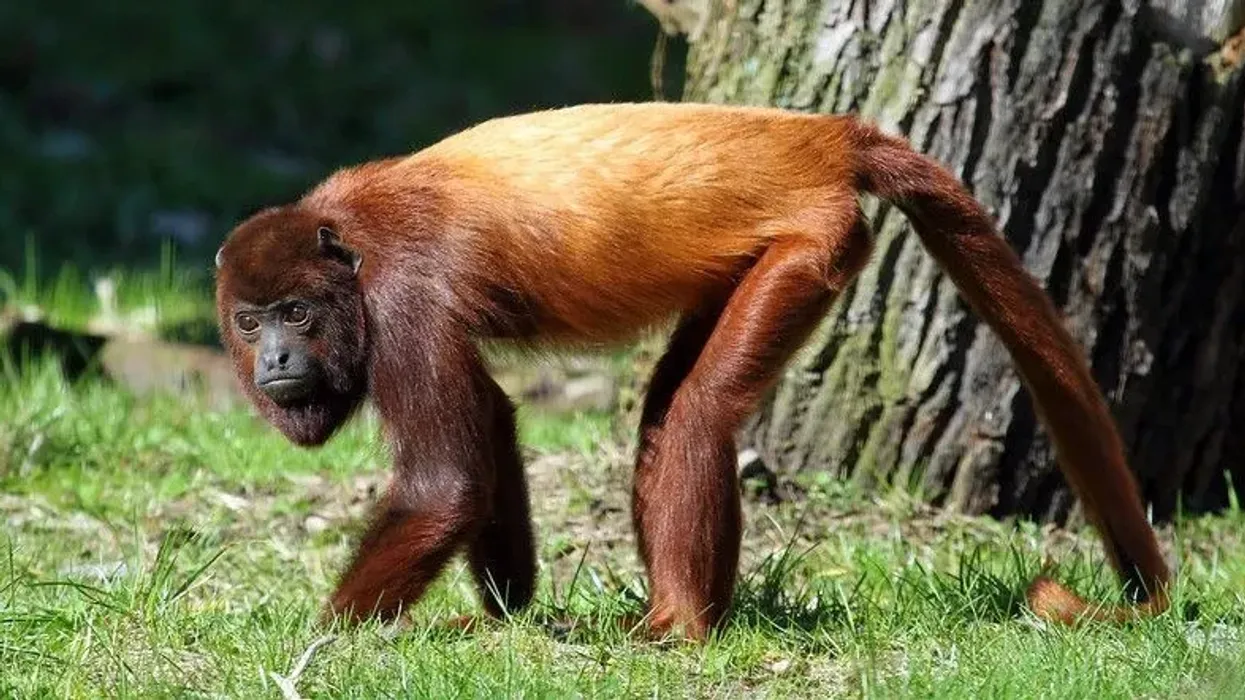 Read Venezuelan red howler facts to learn more about the species of the howler monkey.