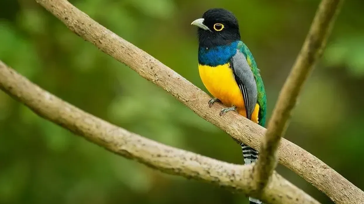 Read violaceous trogon facts to learn more about the trogon birds from the Central American and Amazonian forests.