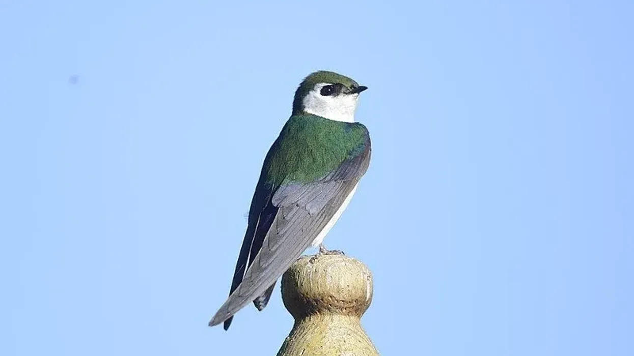 Read Violet green swallow facts about the famous tree swallows of North America.