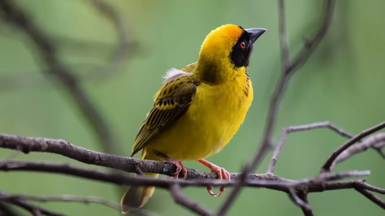 Read weaver bird facts about this red billed avian.