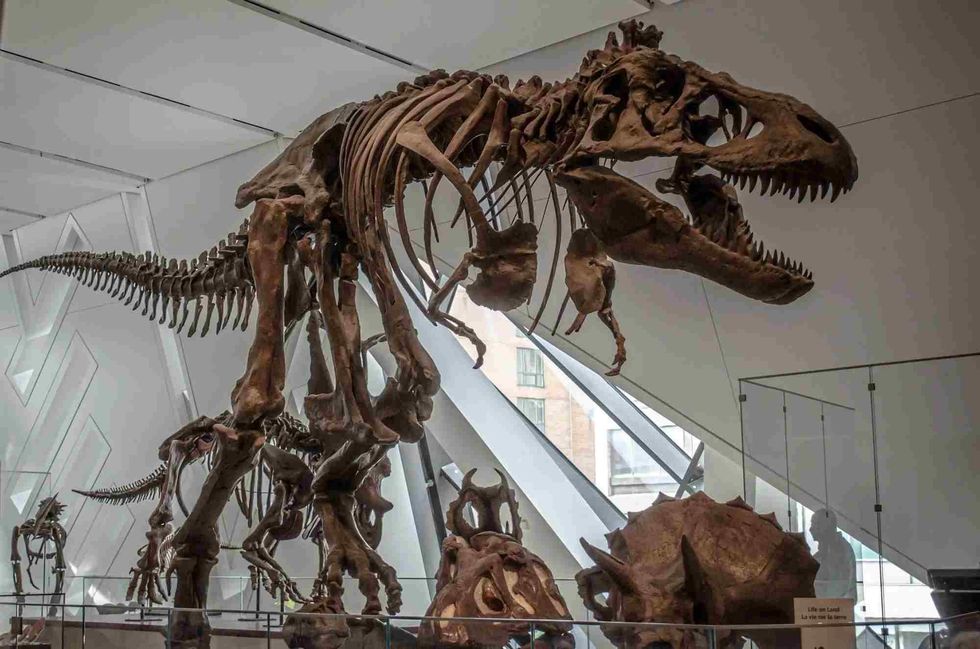 read what paleontologists thought about dinosaur anatomy