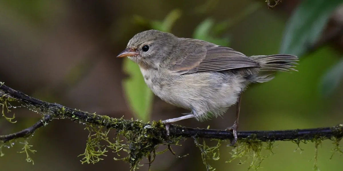 Fun Green Warbler finch Facts For Kids Kidadl fun-green-warbler-finch-facts-for-kids-kidadl