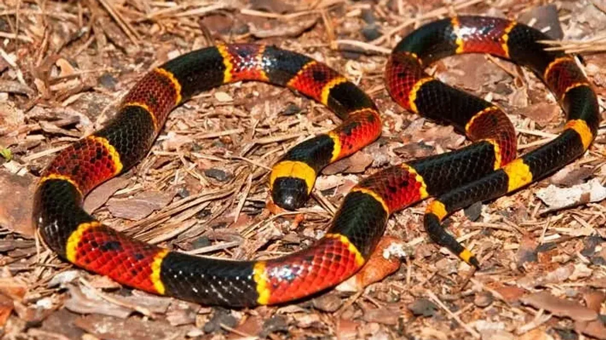 Reading some popular Texas coral snake facts can be quite insightful