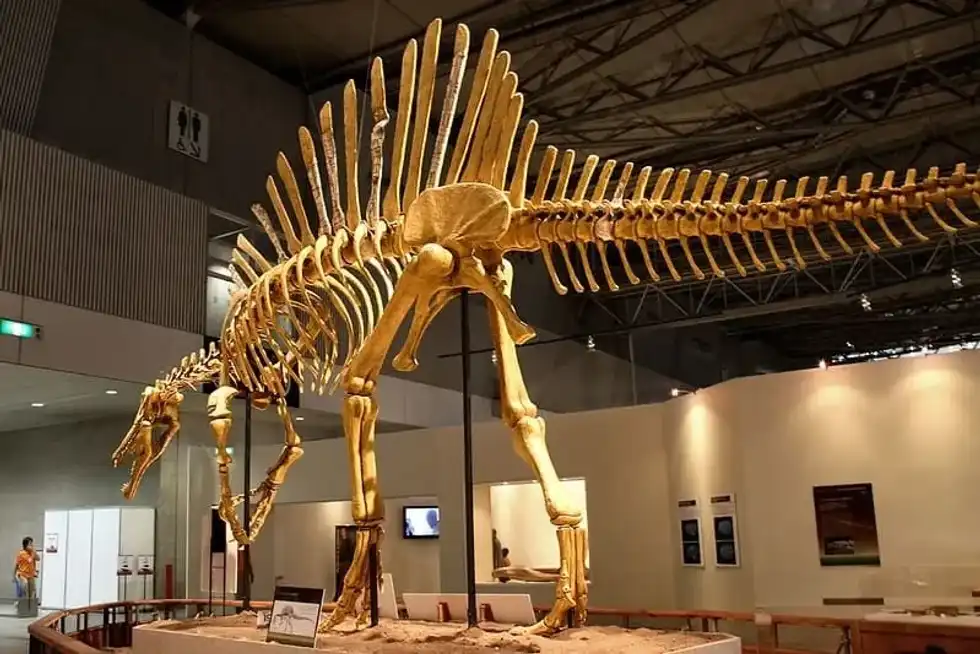 Real Spinosaurus skeleton on display in a museum.