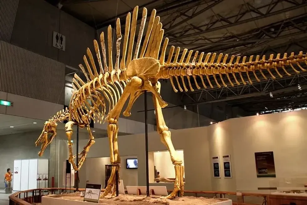 Real Spinosaurus skeleton on display in a museum.