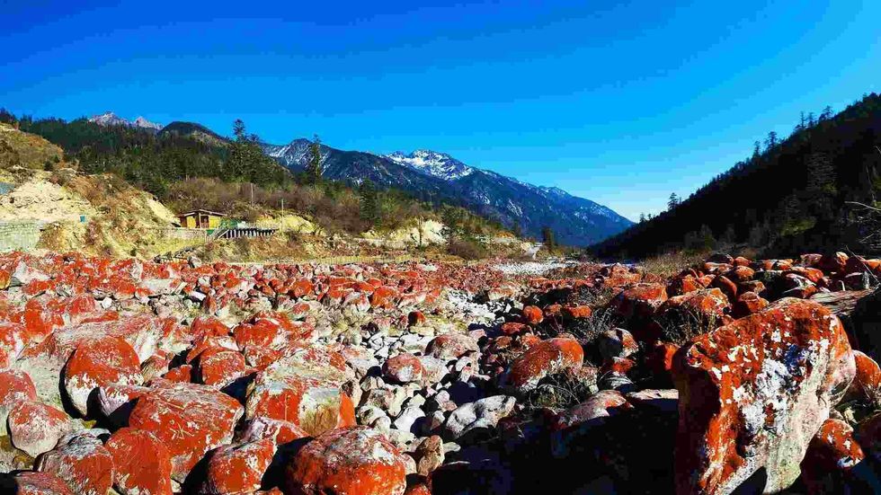 Red algal diversity is also a visual treat to look at in freshwater