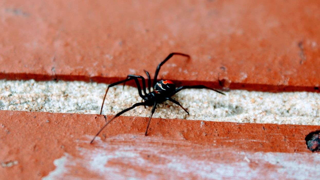 Red and black spider facts are about this non-venemous spider species with the common name Nicodamus peregrinus.